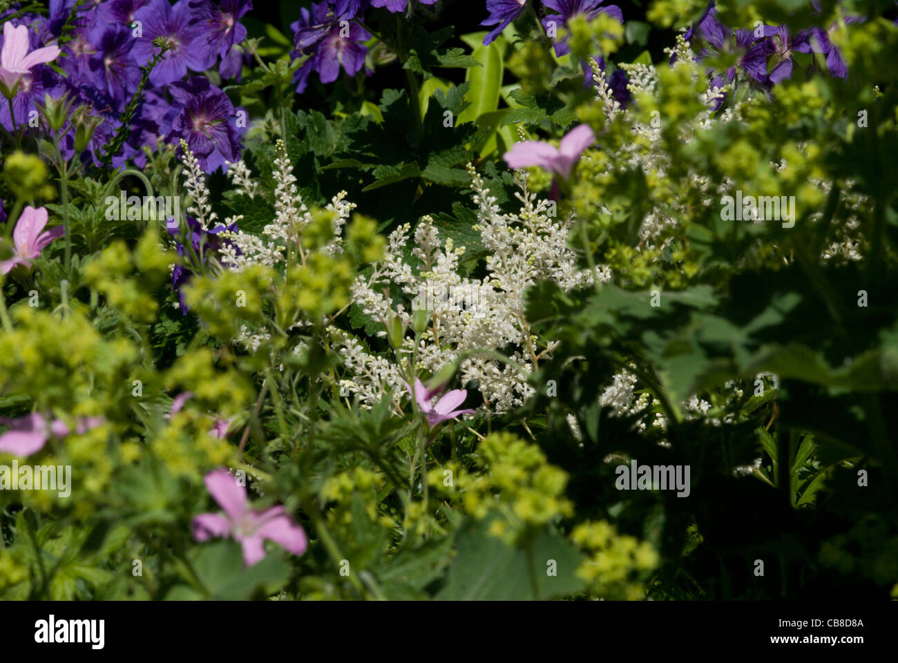 Cottage garden herbaceous perennial plants give a long lasting display ...