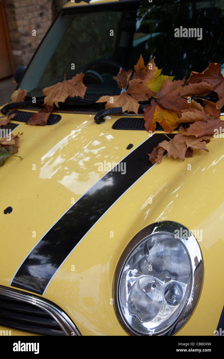 Leaves on car and windshield Stock Photo Alamy