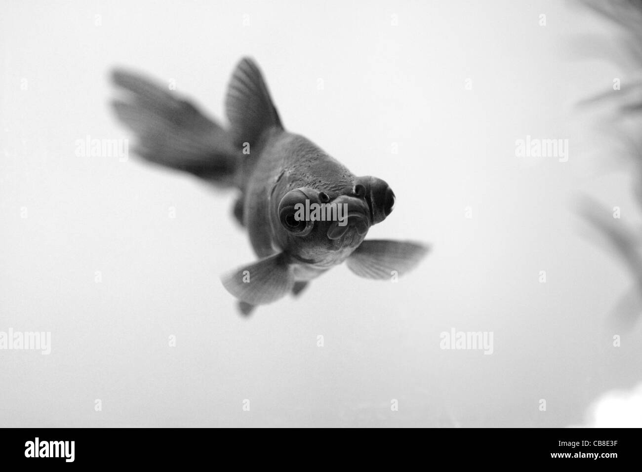 Carassius auratus black hi-res stock photography and images - Alamy