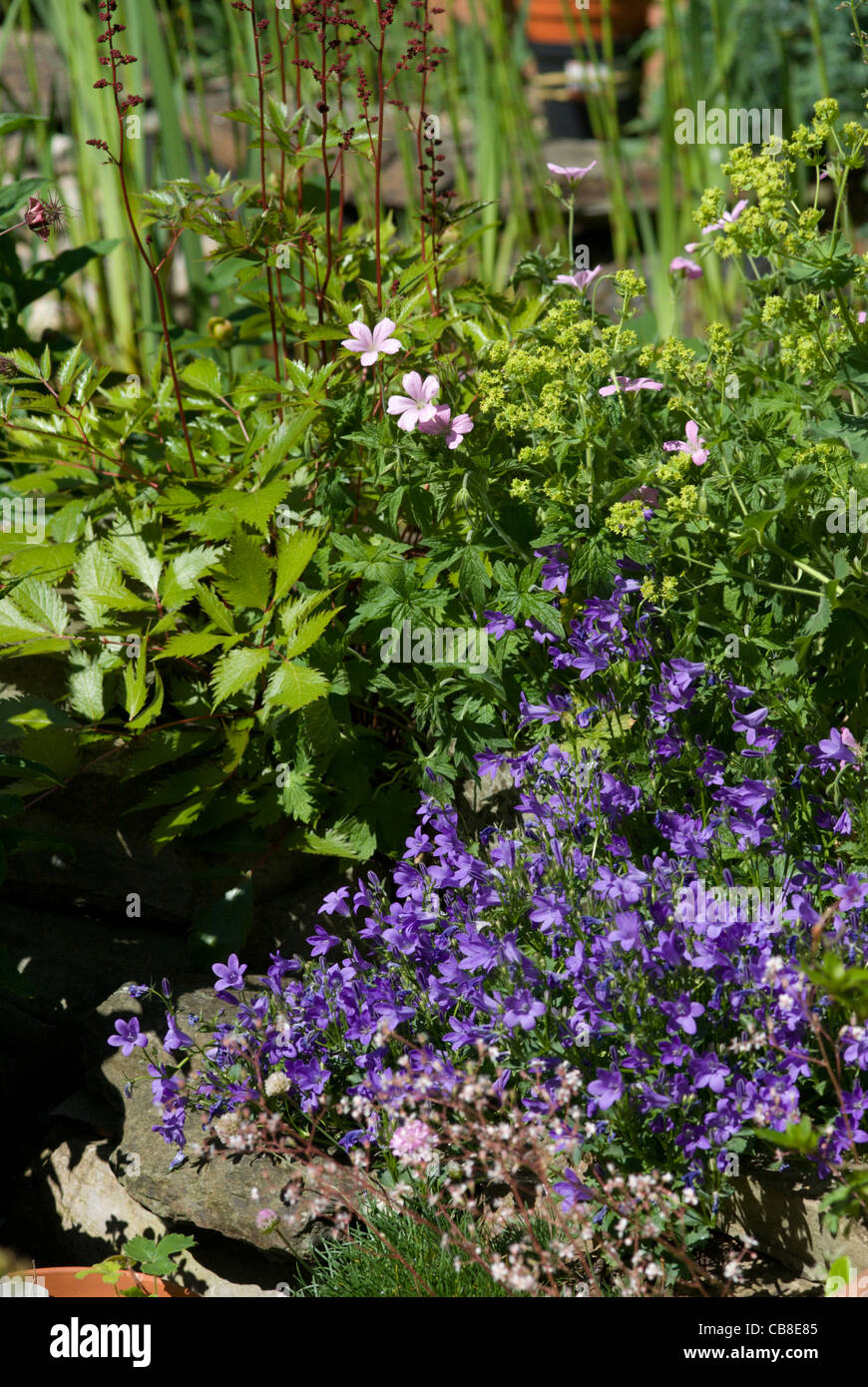 Herbaceous perennials in a cottage garden make a late summer display Stock Photo