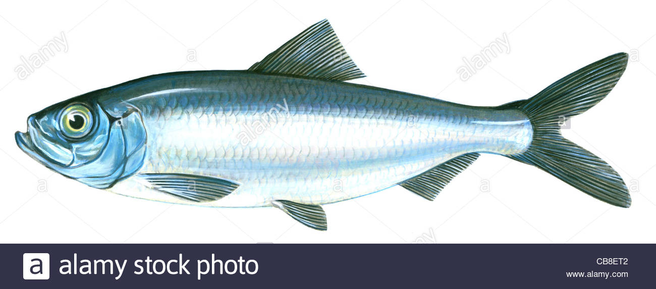 Herring Fish Drawing Stock Photos & Herring Fish Drawing Stock Images Alamy