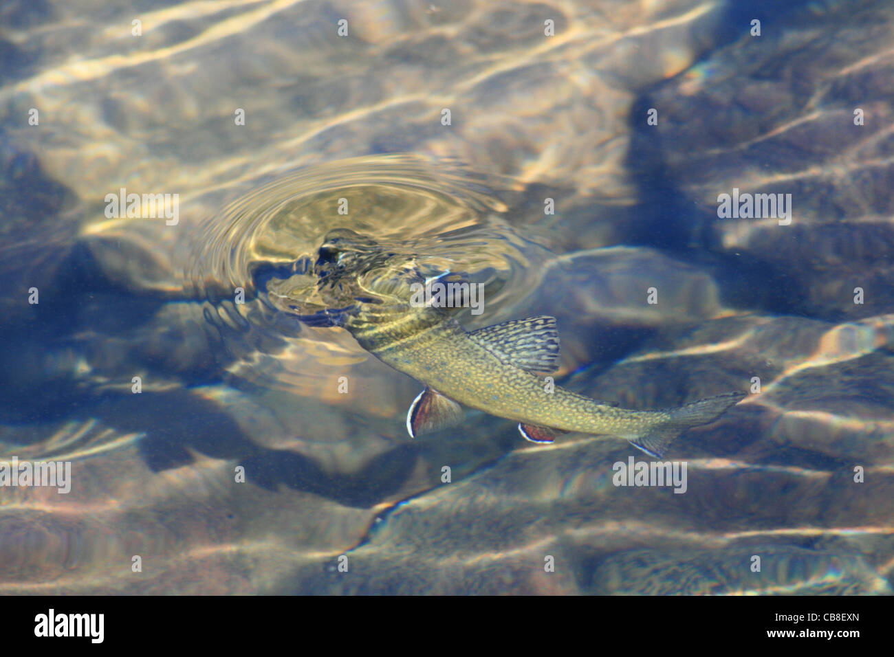 a brook trout (Salvelinus fontinalis) rises for an insect in a high mountain lake Stock Photo