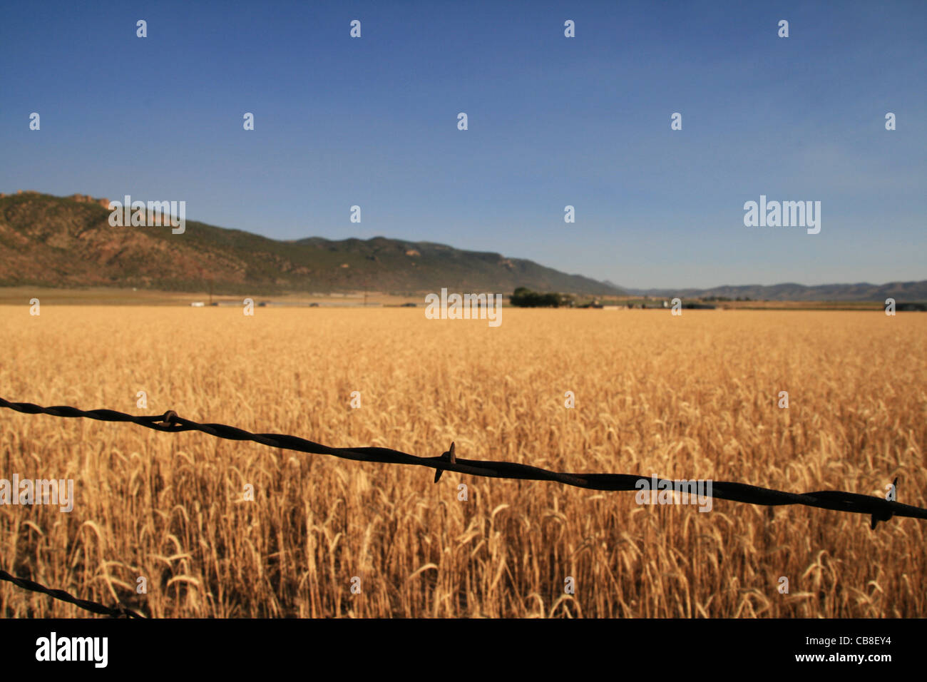rusted barbed wire fence strand in focus with out of focus wheat field behind it Stock Photo