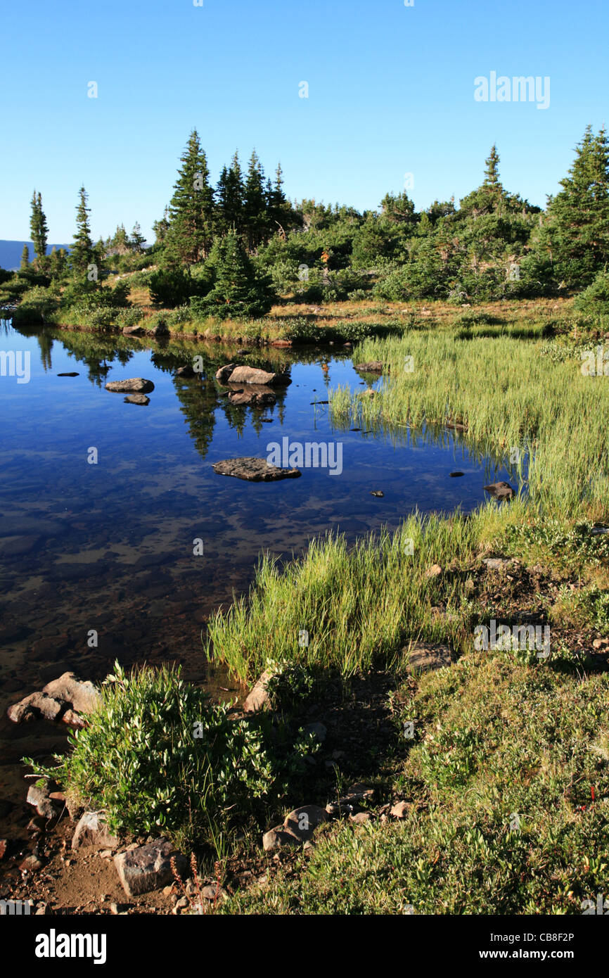 The edge of a small mountain lake with pine trees and reflections Stock Photo