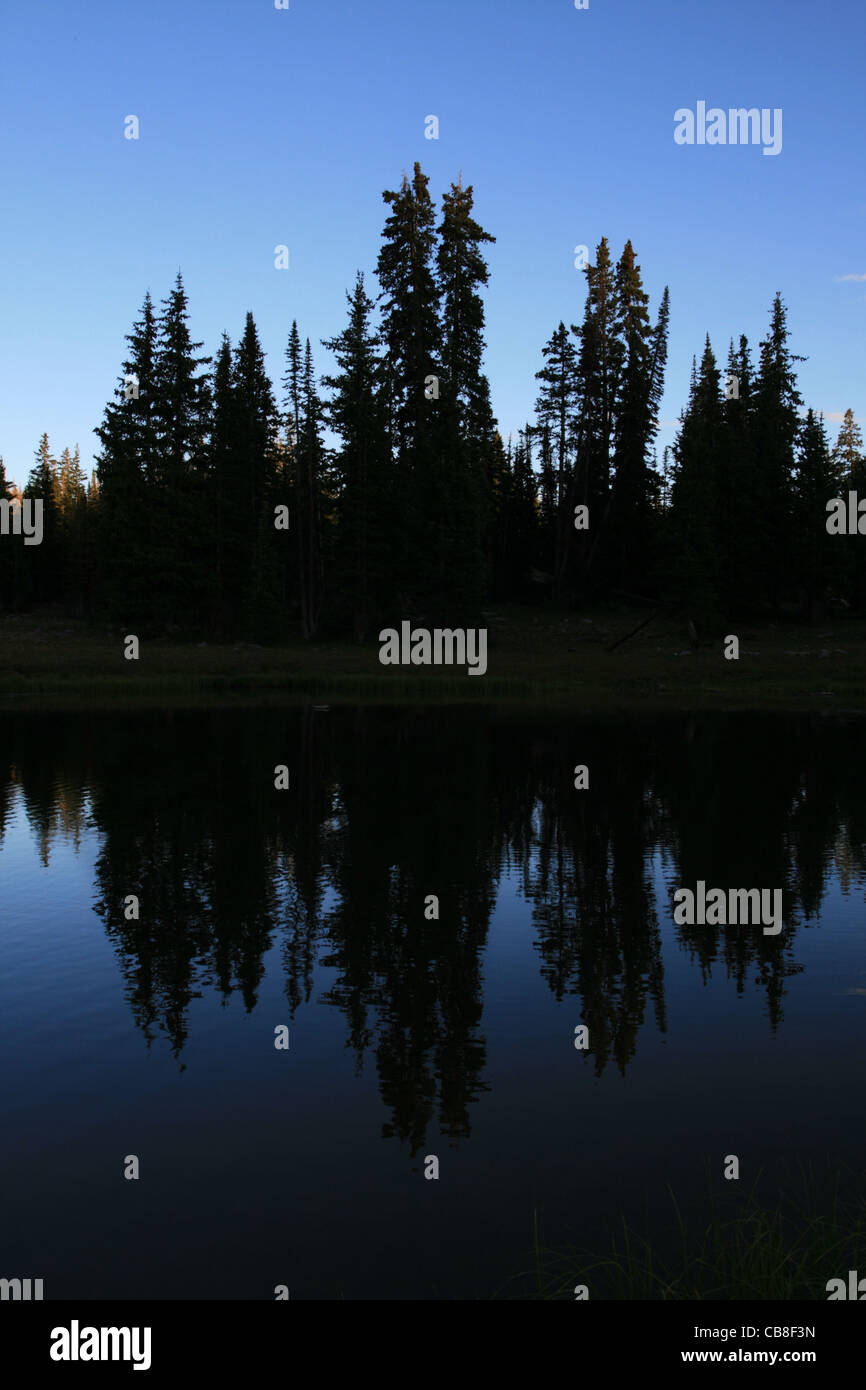 silhouettes of pine trees reflected in a lake in the evening Stock Photo