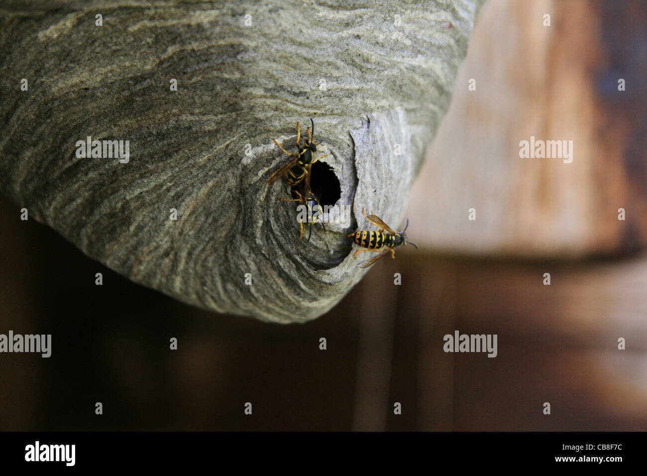 three yellowjackets emerge from their nest Stock Photo