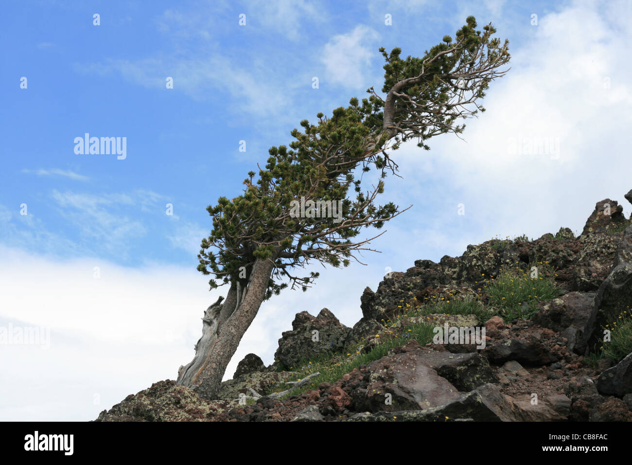 mountain pine tree above 11,000 feet on the San Francisco Peaks bent over by the wind and harsh weather Stock Photo