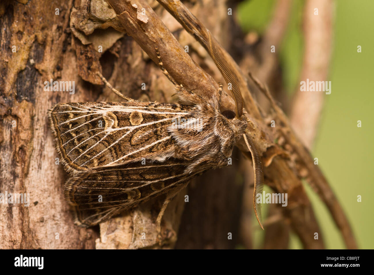 Feathered Gothic (Tholera decimalis) Stock Photo