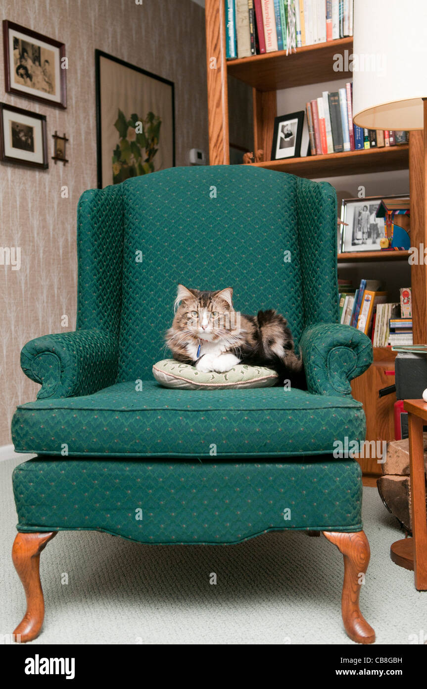 Cat lying on chair Stock Photo - Alamy