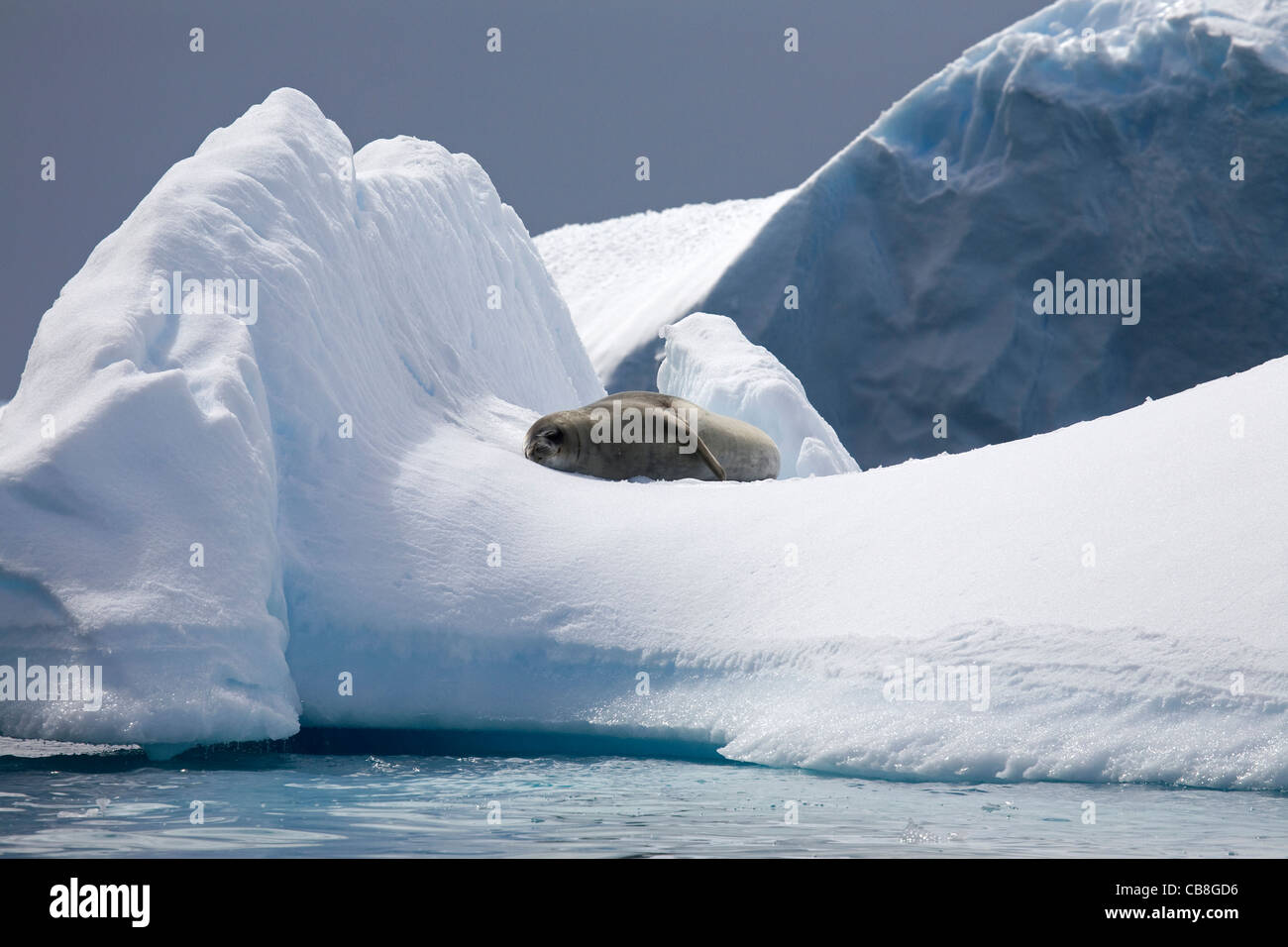 Crabeater seal (Lobodon carcinophagus) resting on iceberg in Antarctic sea at Trinity Island, Antarctica Stock Photo