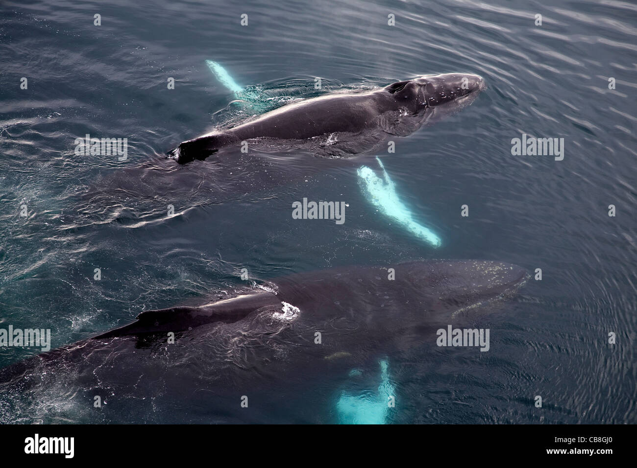 Two Humpback whales (Megaptera novaeangliae) surfacing in Antarctic sea at Wilhelmina Bay, Antarctica Stock Photo