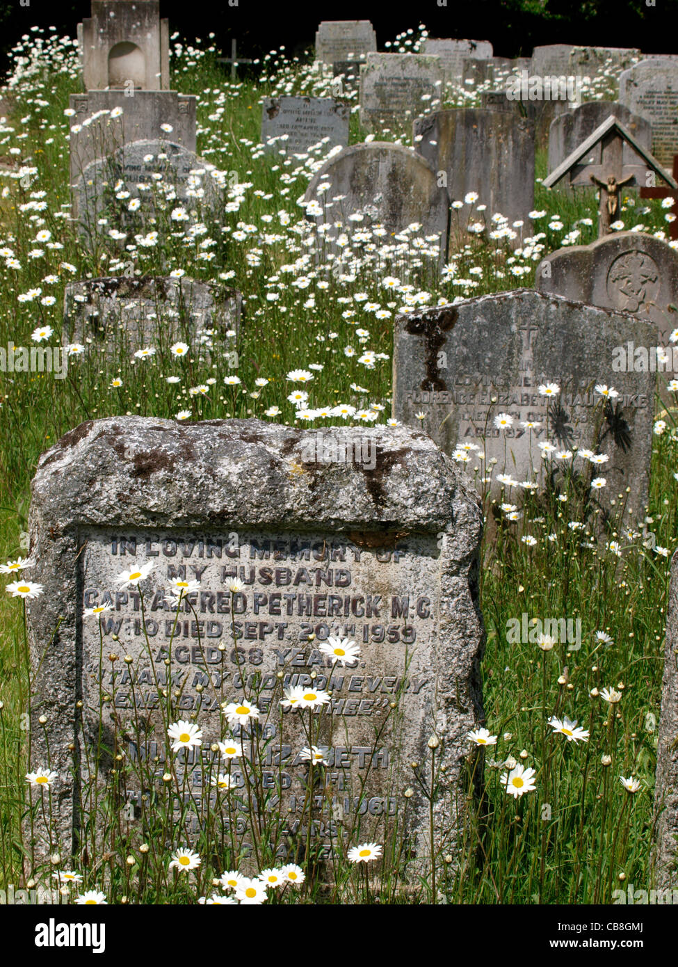 Oxeye Daisy, Leucanthemum vulgare in a graveyard, Cornwall, UK Stock Photo