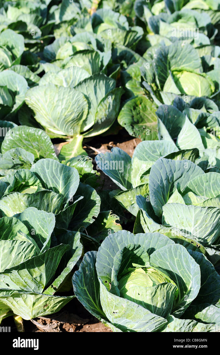 growth cultivate nature growing cabbage cultivation garden green plant agriculture sprout vegetable gardening summer spring row Stock Photo