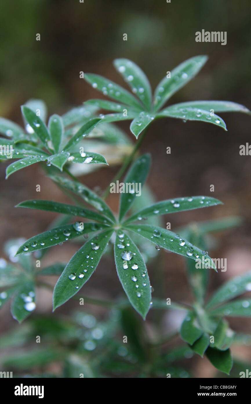 closeup of lupine leaves with water drops and shallow depth of field Stock Photo