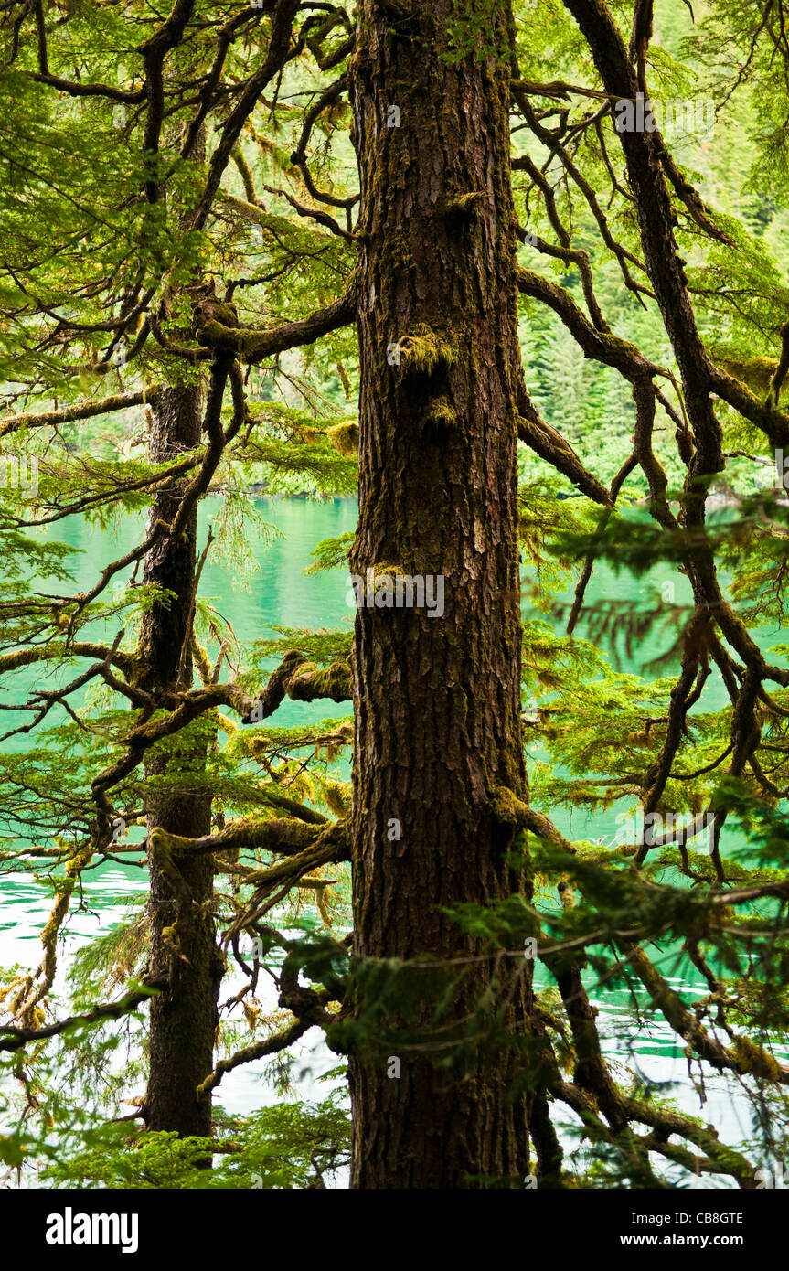 Temperate rainforest, Tongass National Forest, Sitka, Alaska Stock