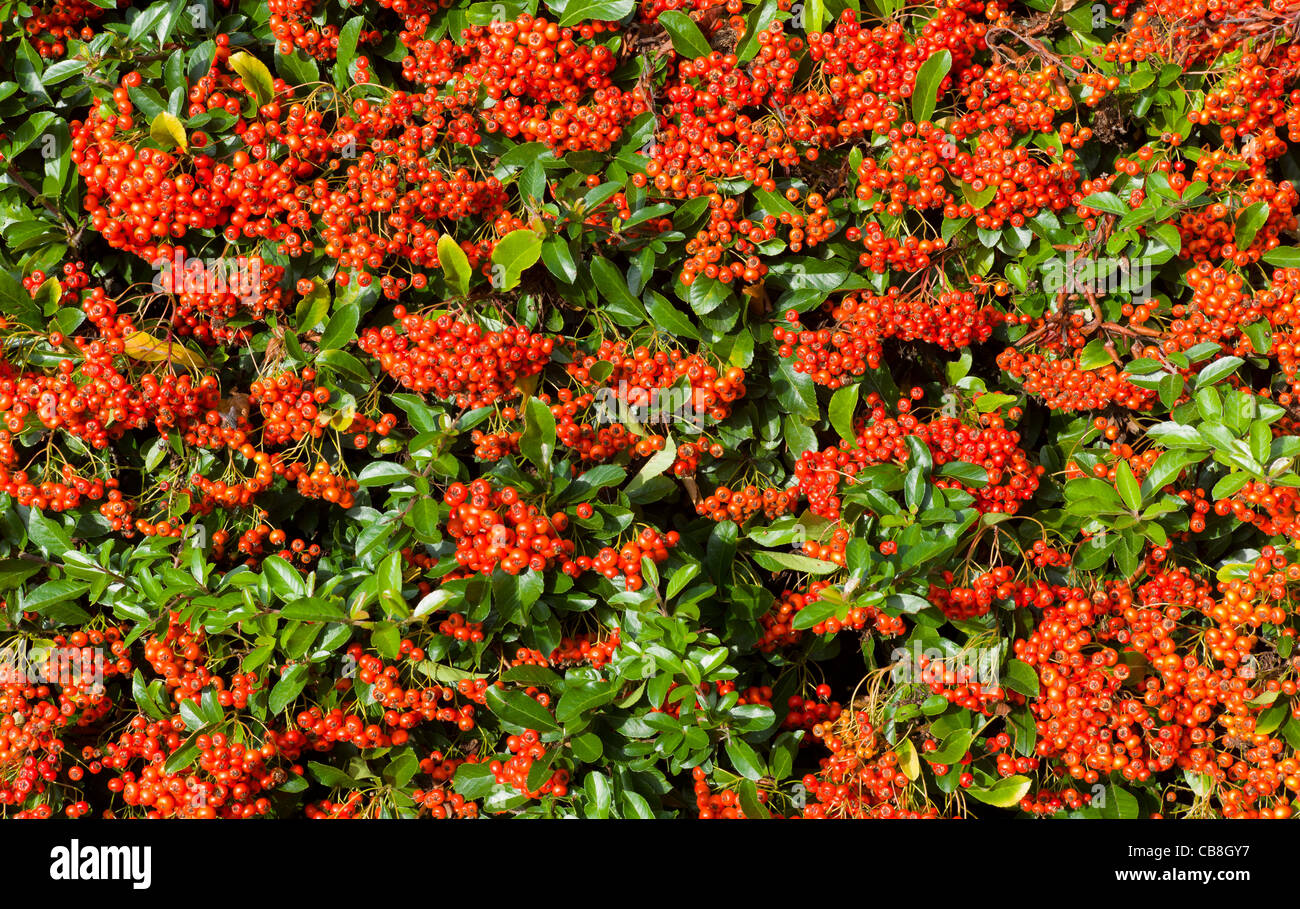 Cotoneaster Franchetii Stock Photo