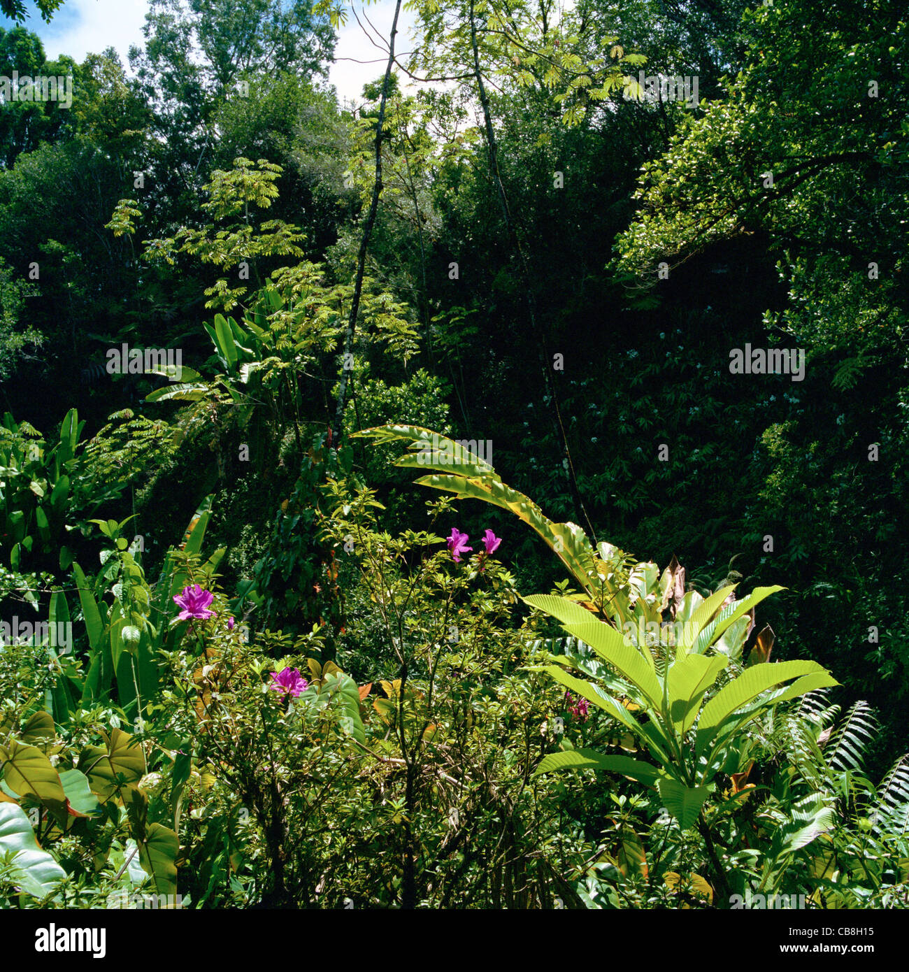 Tropical rainforest Big Island Hawaii Stock Photo Alamy