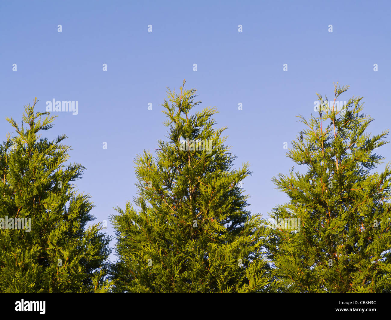 Three Spruce Trees Stock Photo