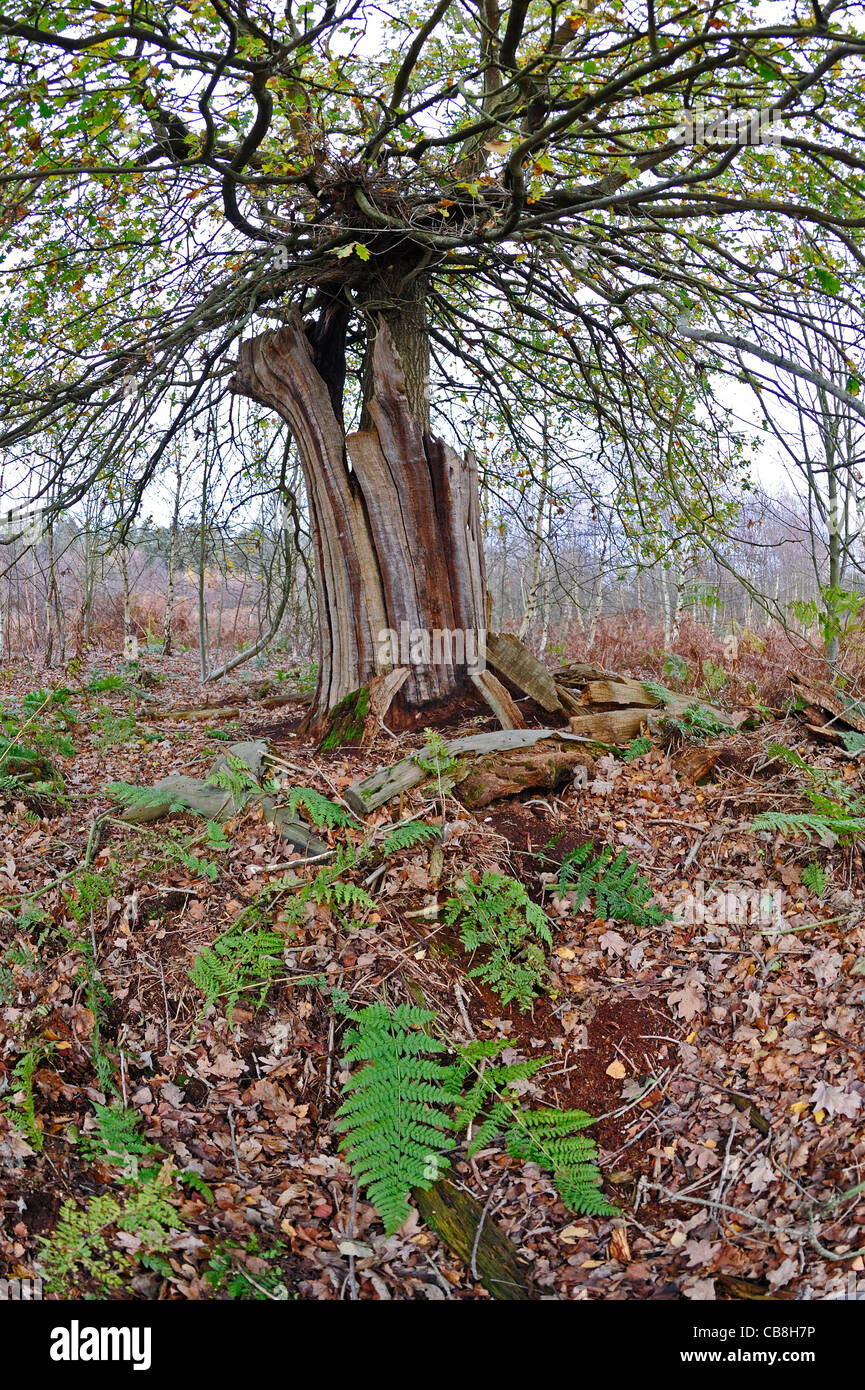 Oak tree growing out of the decaying trunk of an old oak tree in the ancient woodland of Sherwood forest Stock Photo