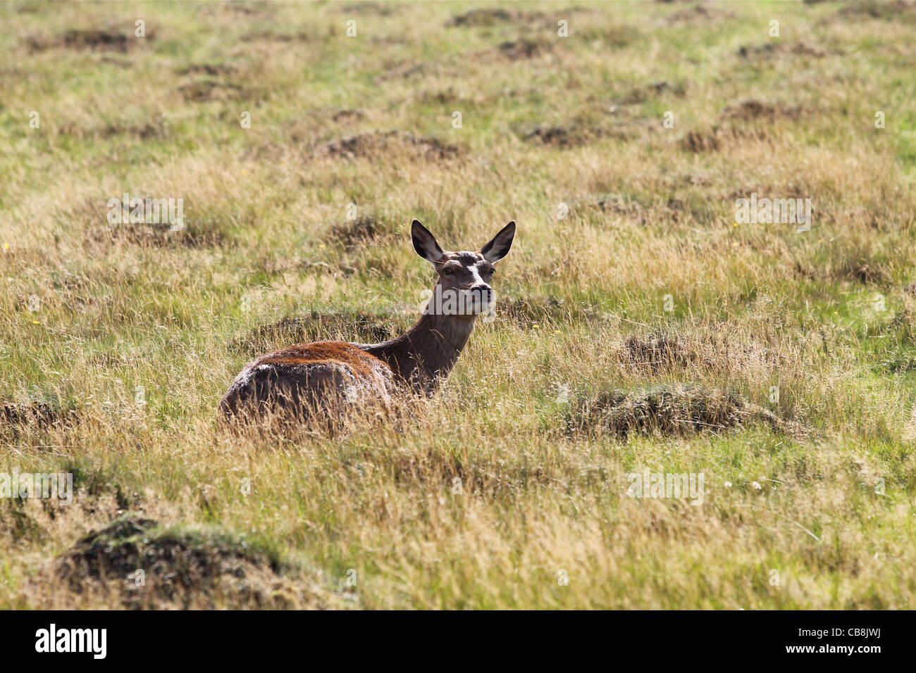 Red deer in Richmond Park Stock Photo - Alamy