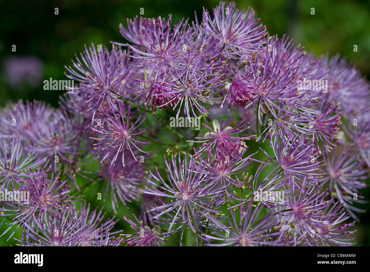 Tall meadow-rue (thalictrum pubescens) flowers Stock Photo