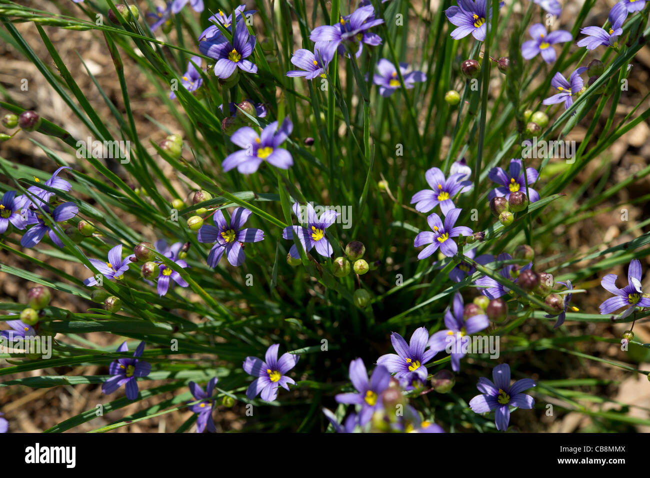 Little blue-eyed grass, Sisyrinchium montanum Stock Photo