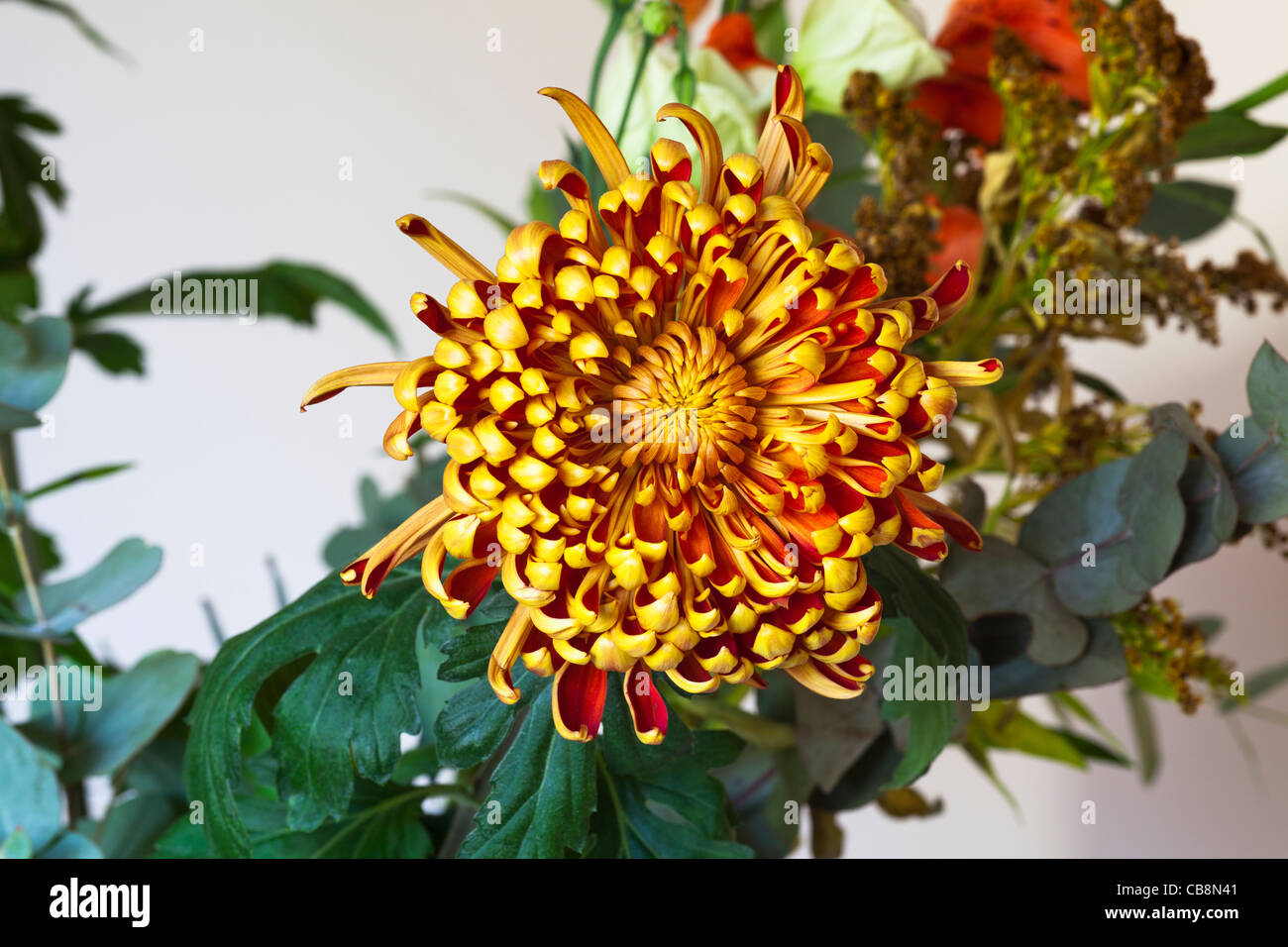 red to yellow chrysanthemum (morifolium Asteraceae) Stock Photo