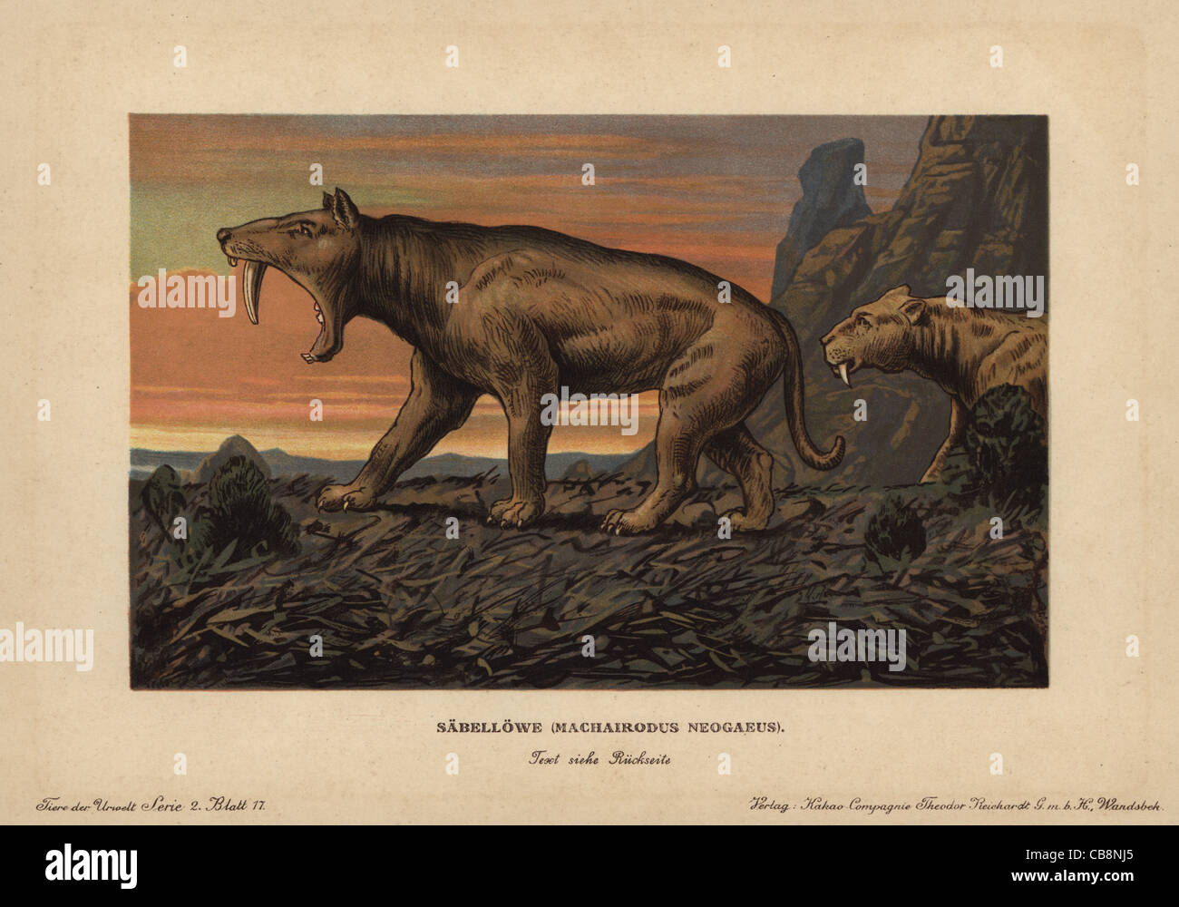 Machaidorus neogaeus, Smilodon neogaeus, saber-toothed tiger. Stock Photo