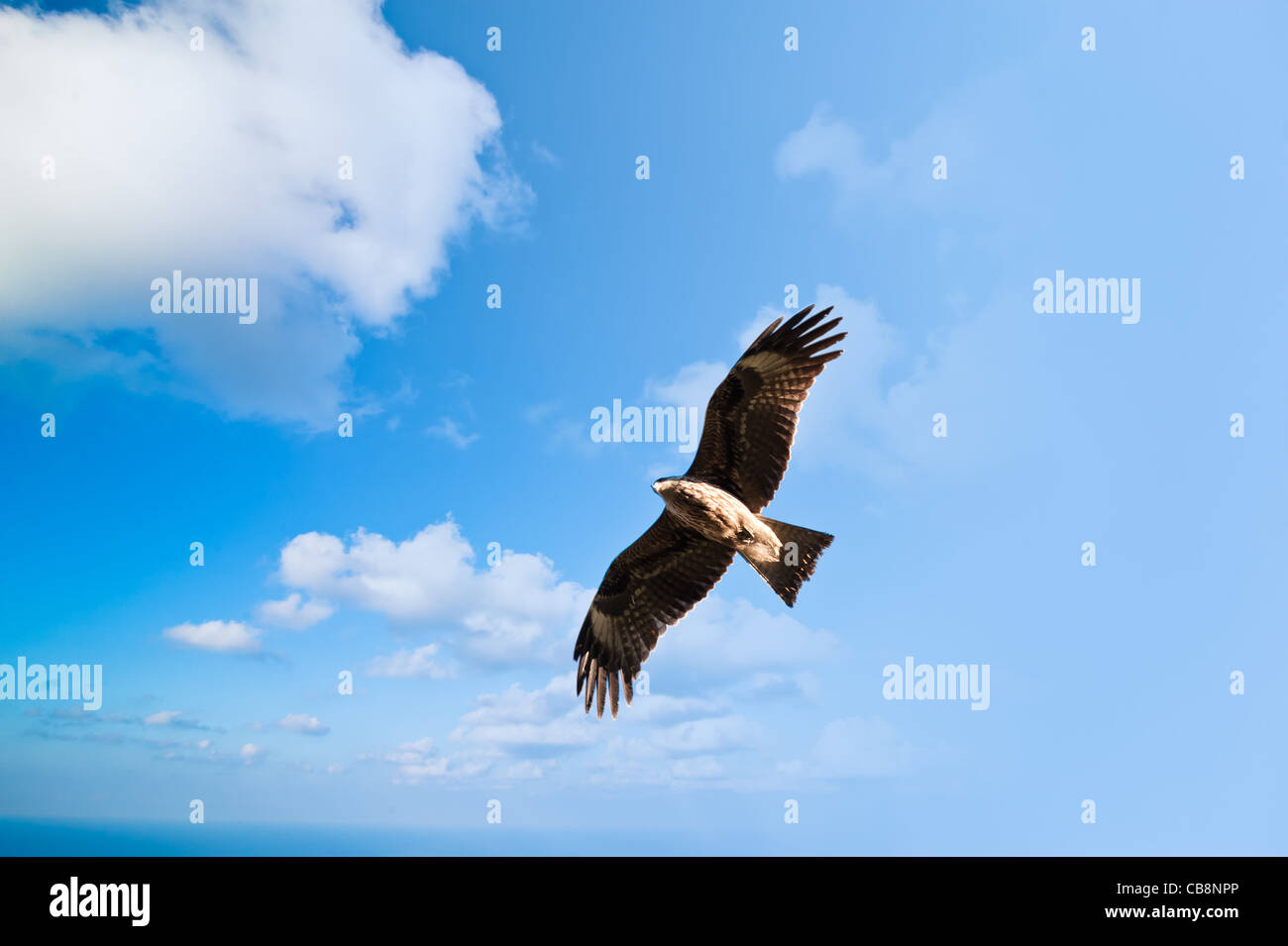 Wild falcon in the sky Stock Photo