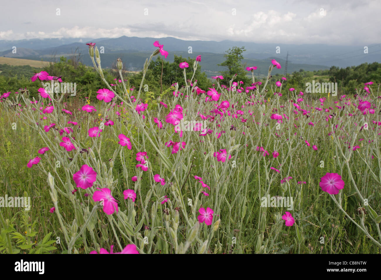 Summer scenery with flowering wild Rose campion (Lychnis coronaria, Caryophyllaceae, Mullein pink). Besapari Hills, Bulgaria Stock Photo