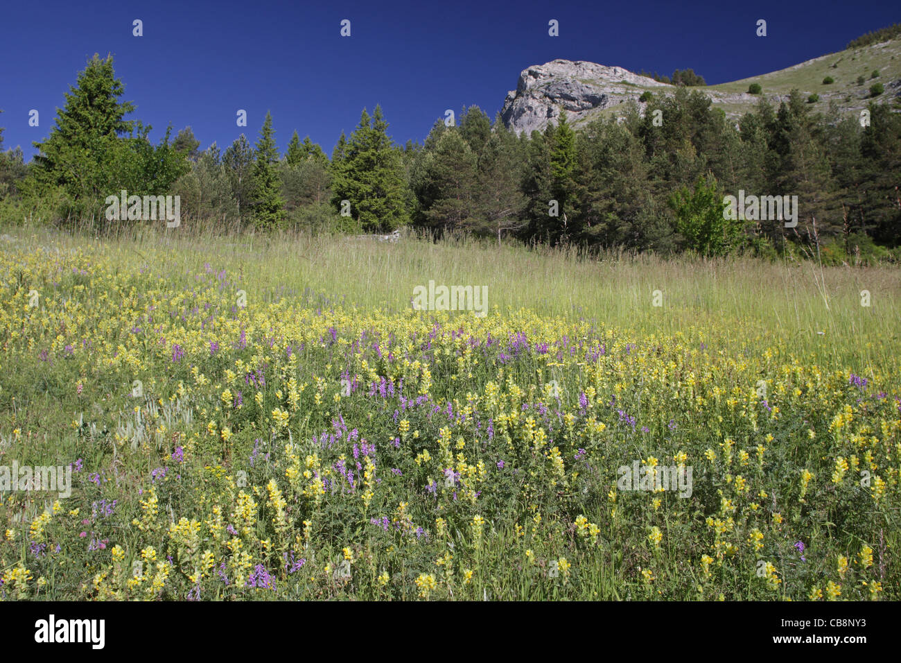 Summer scenery with flowering meadows in protected area 'Trigrad Gorge', Rodopi Mountain, Bulgaria Stock Photo