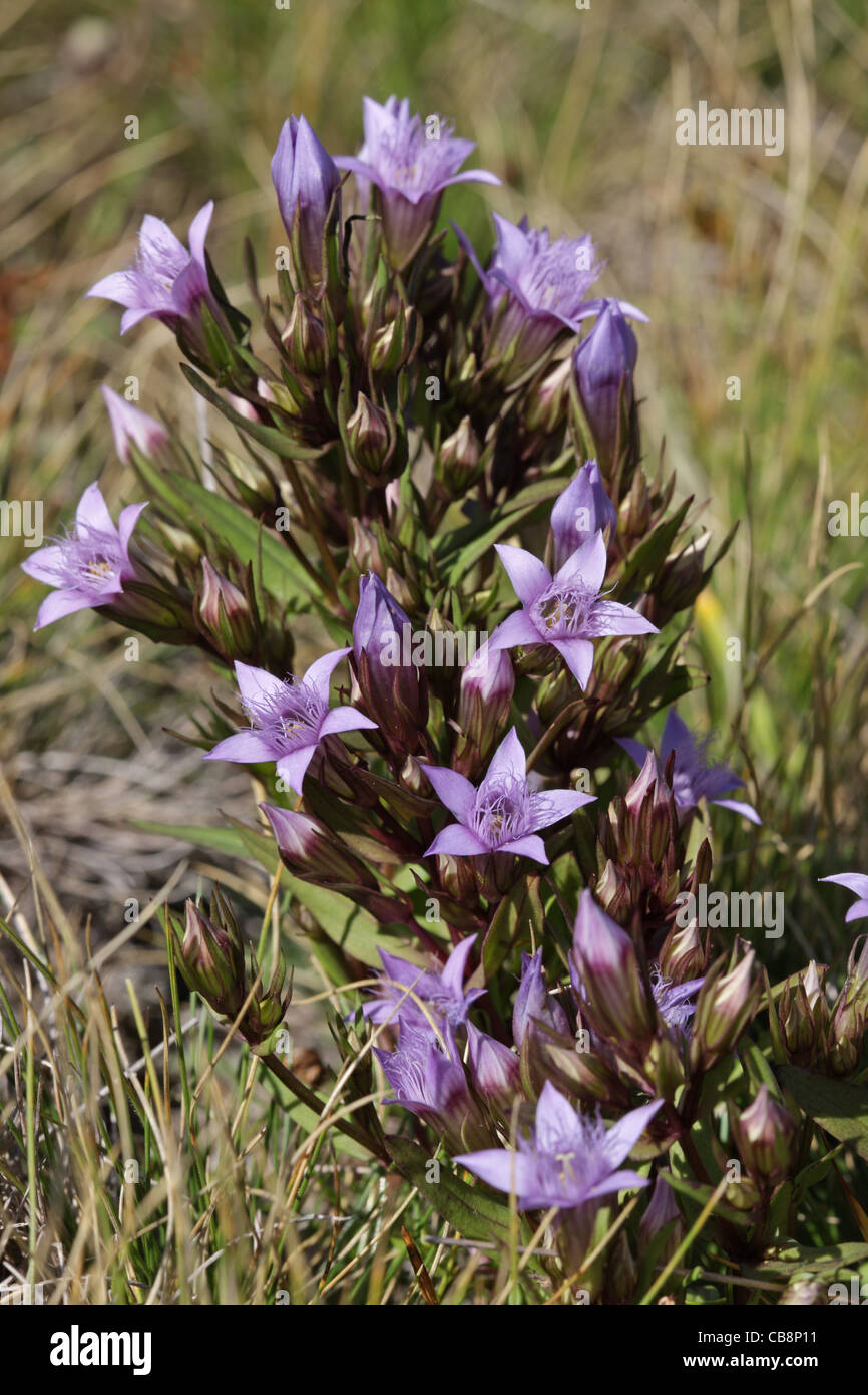 Gentianella bulgarica, mountain plant, Bulgaria Stock Photo