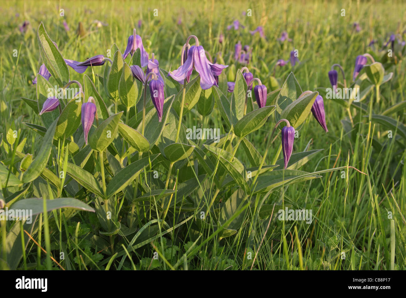 Clematis integrifolia (Solitary Clematis), wild, Bulgaria Stock Photo