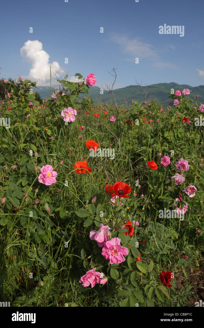 Rose shrub (Rosa damascena), Kazanlak Rose (for rose oil), Bulgaria Stock Photo
