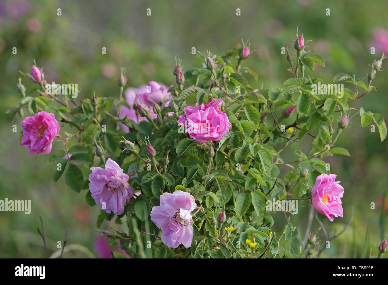 Rose shrub (Rosa damascena), Kazanlak Rose (for rose oil), Bulgaria Stock Photo