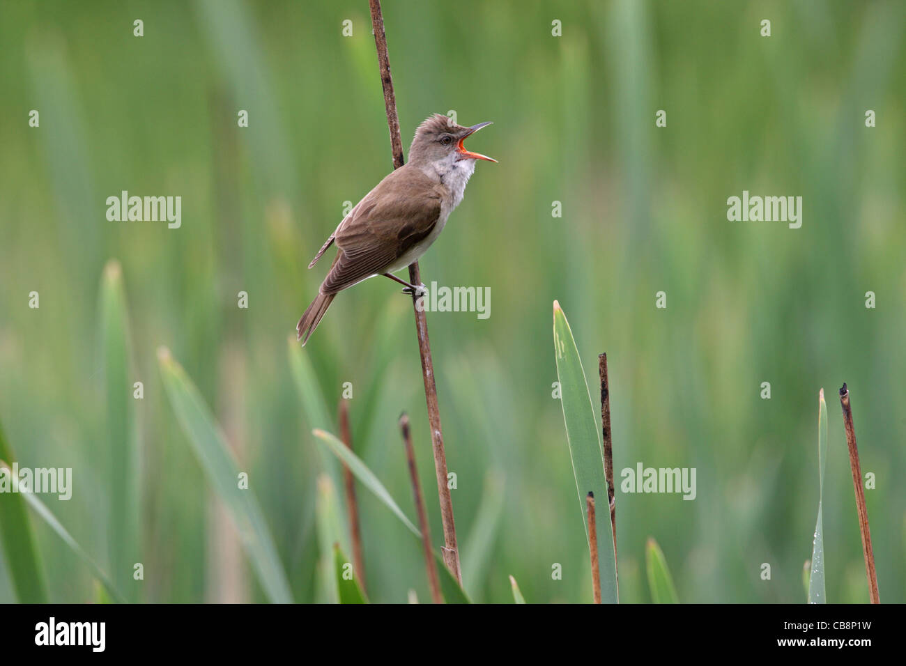 Great Reed Warbler, /Acrocephalus arundinaceus Stock Photo Alamy