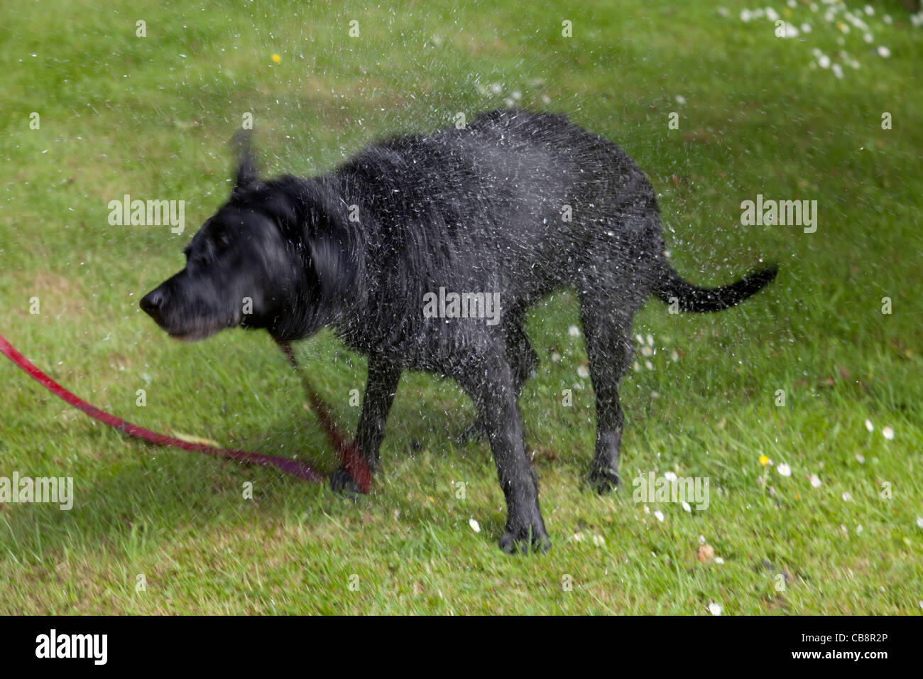 Black labrador dog shaking itself dry after getting a bath Stock Photo