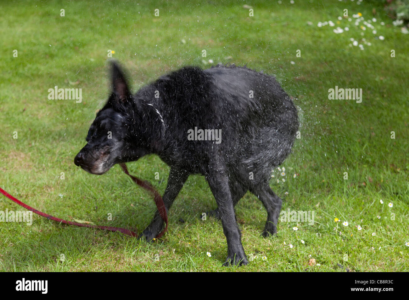 Black labrador dog shaking itself dry after getting a bath Stock Photo
