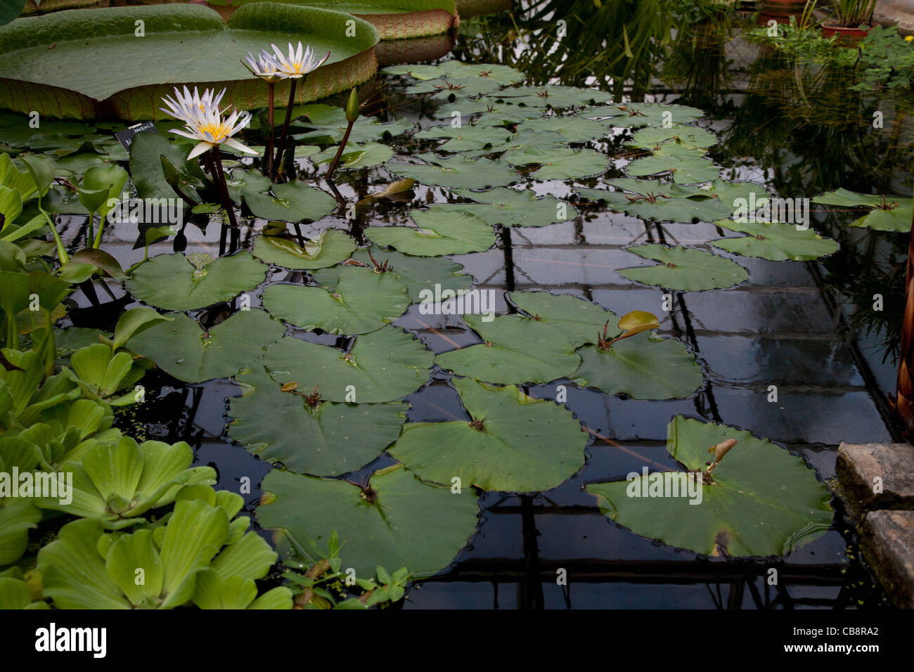 Water plants in the Conservatory, Botanic Gardens, University of Oxford, UK Stock Photo