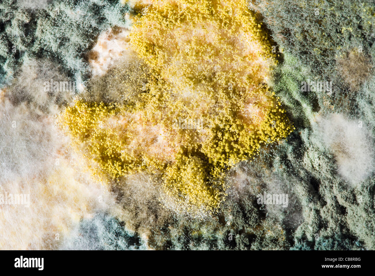 Mould on bread. Stock Photo