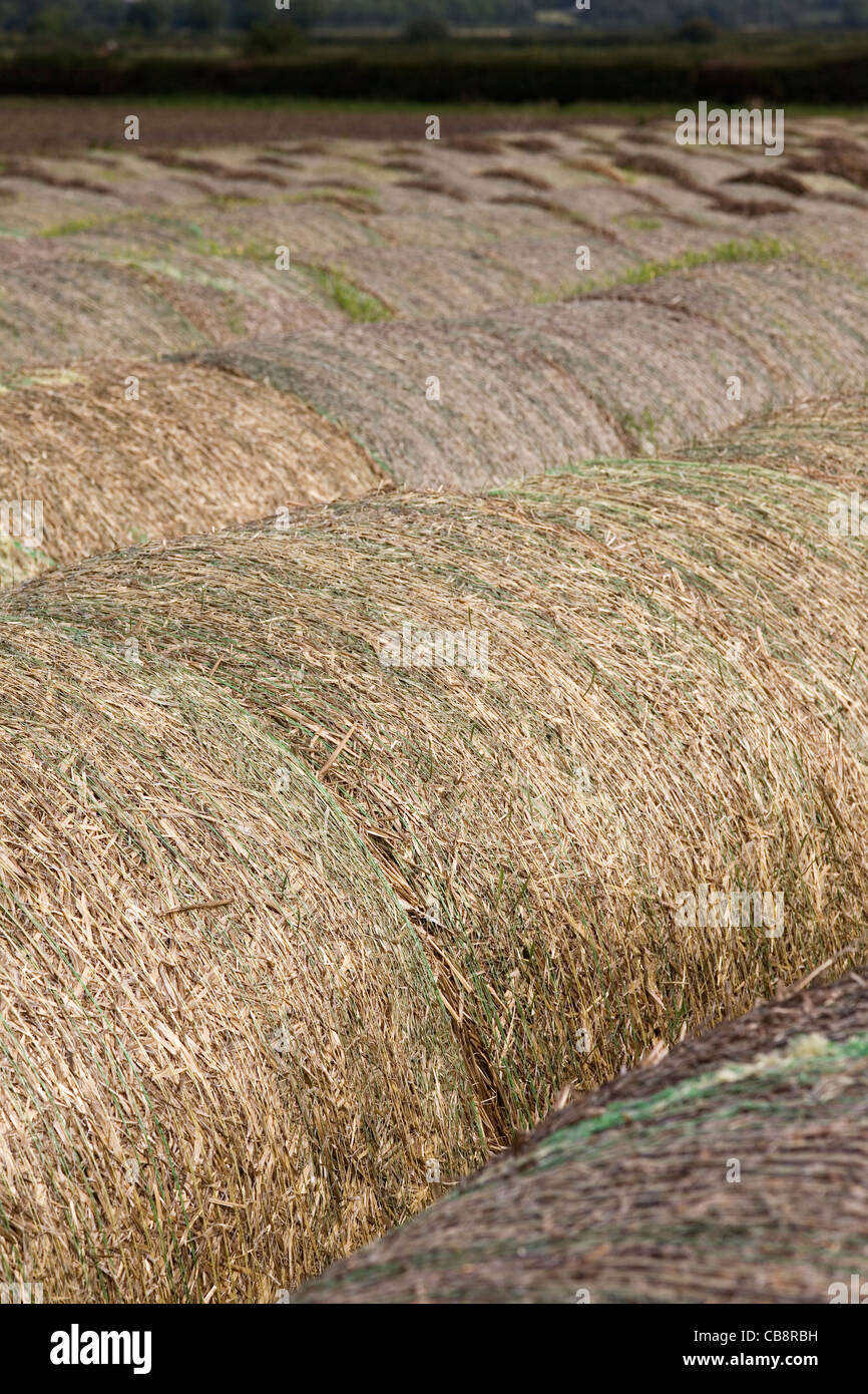 Round Hay Bales in Summer Field Stock Photo - Alamy