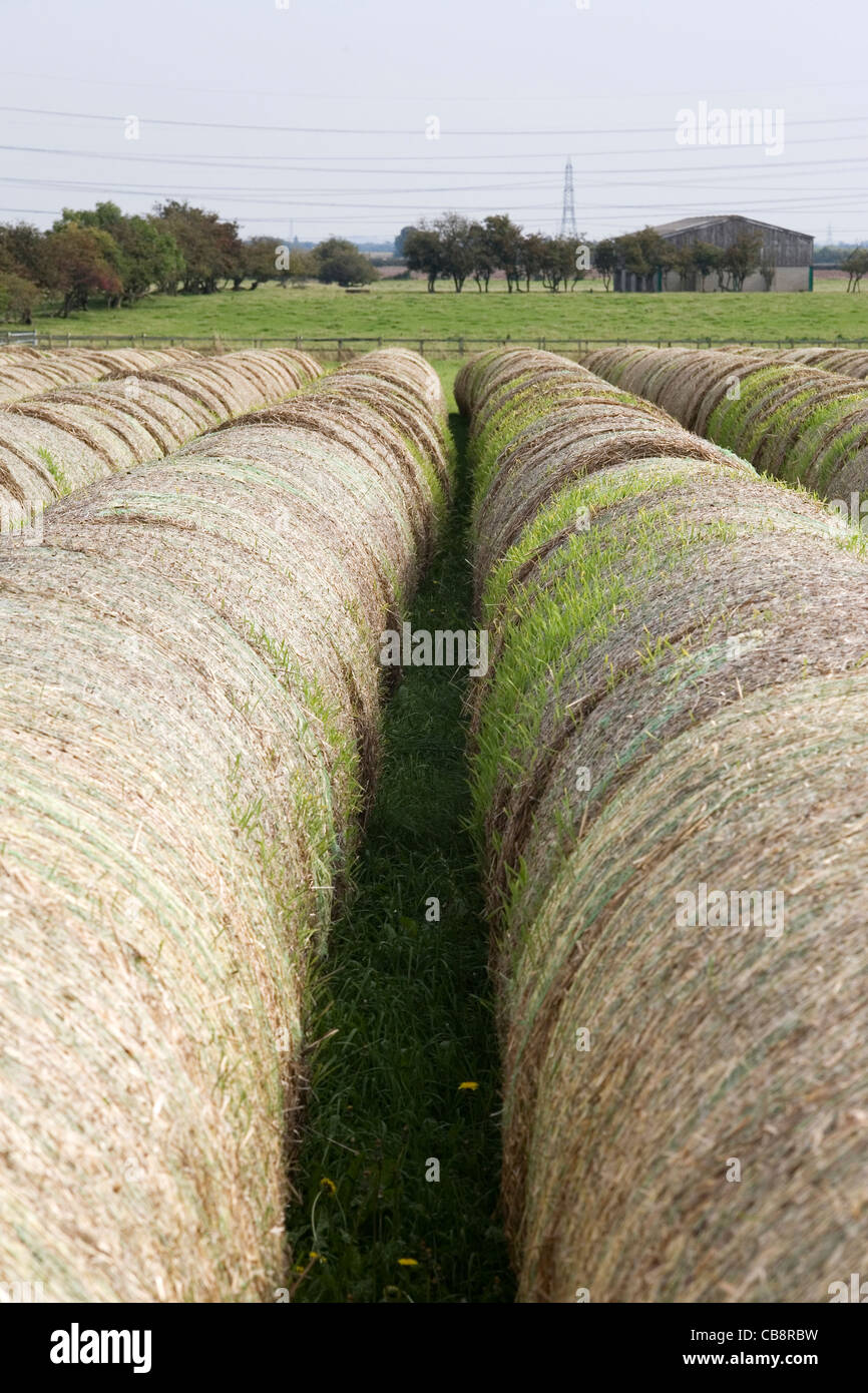 Round Hay Bales in Summer Field Stock Photo