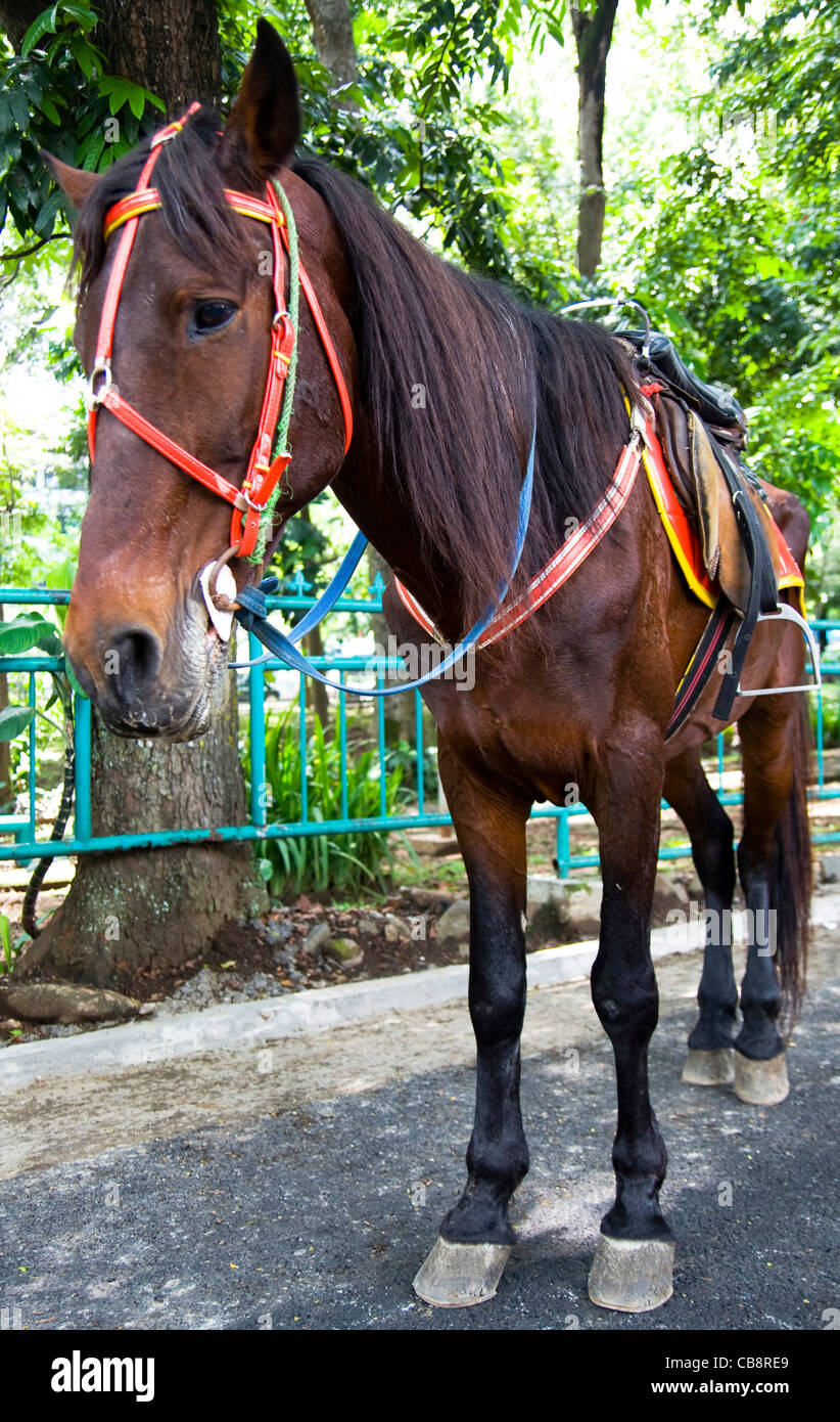 A Bay Horse Stock Photo Alamy