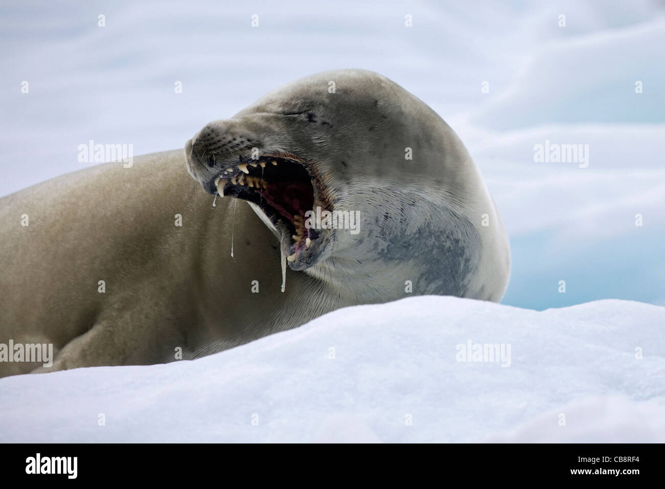 Crabeater seal (Lobodon carcinophagus) resting on iceberg in Paradise Bay and showing teeth while yawning , Antarctica Stock Photo