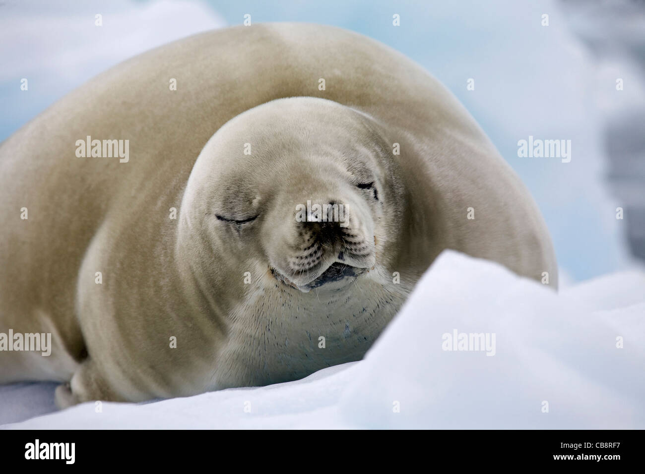 Crabeater seal (Lobodon carcinophagus) resting on iceberg in Paradise Bay, Antarctica Stock Photo