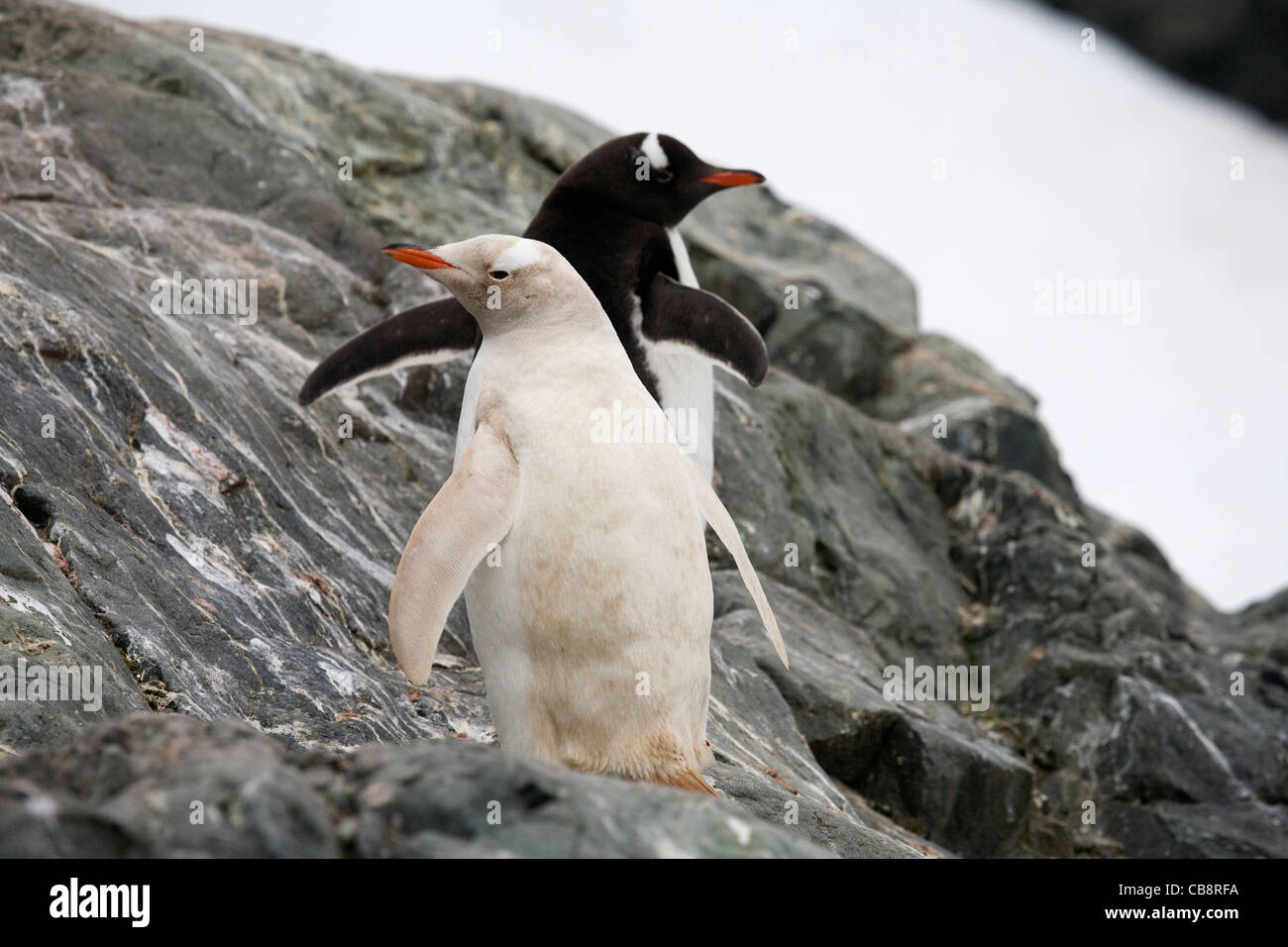 Leucistic Gentoo Penguin (Pygoscelis papua) at Almirante Brown, Antarctica Stock Photo