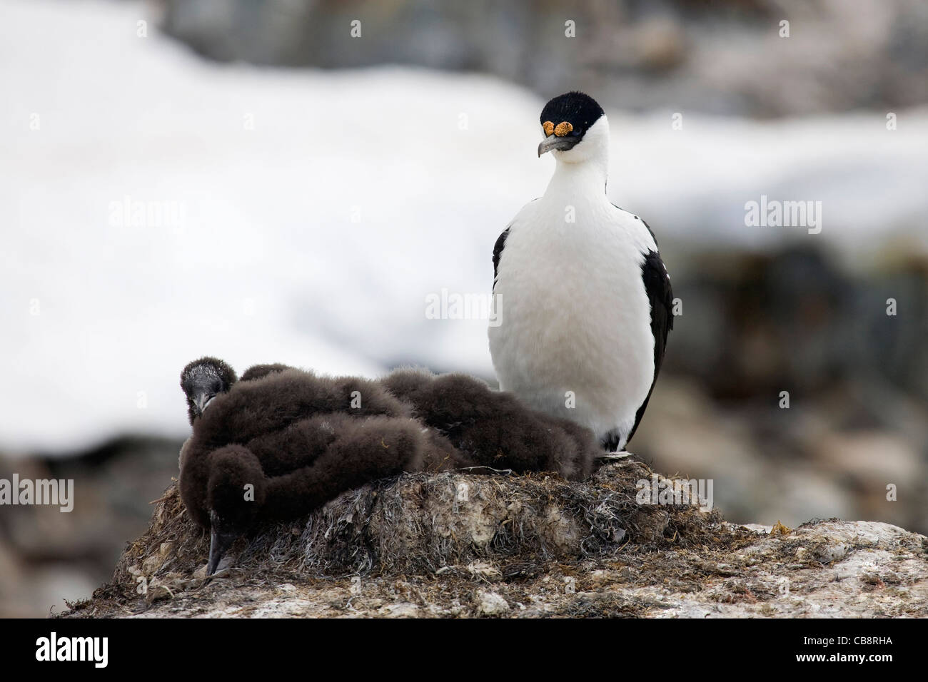 Blue-eyed Imperial Antarctic Shag (Phalacrocorax atriceps / bransfieldensis) with chicks on nest in rookery, Antarctica Stock Photo