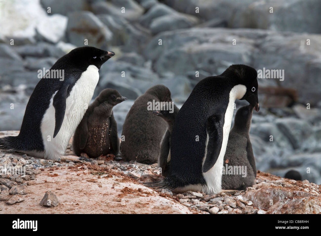 Adélie Penguins (Pygoscelis adeliae) with chicks on nest in rookery at colony, Petermann Island, Antarctica Stock Photo