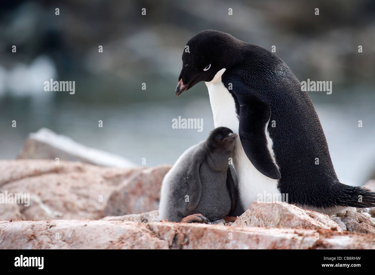 Adélie Penguin (Pygoscelis adeliae) with chick on nest in rookery at colony, Petermann Island, Antarctica Stock Photo