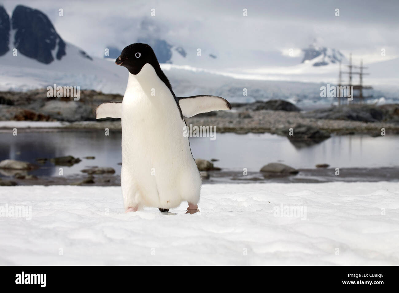 Adélie Penguin (Pygoscelis adeliae) and three-master sailing ship, Petermann Island, Antarctica Stock Photo
